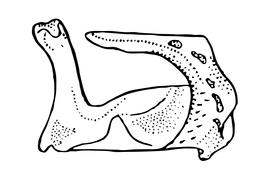   Osmia opima , diagram of female clypeus, diagram modified from Romankova 1985 
